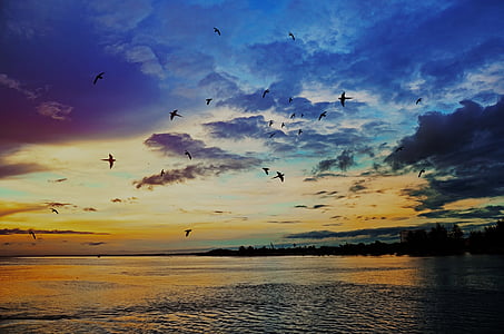 bird flying under body of water during golden hour thumbnail