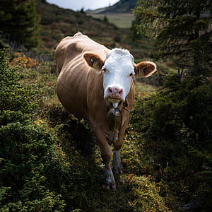 brown and white cattle staring at the camera thumbnail