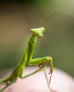 selective macro photography of green praying mantis thumbnail