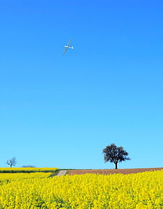 yellow flower field near tree thumbnail