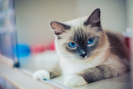 close-up of gray Siamese cat thumbnail