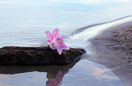 pink lily on stone near water and beach sand thumbnail