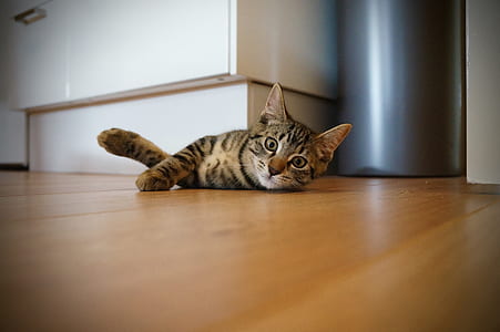 brown tabby cat lying on brown parquet flooring thumbnail