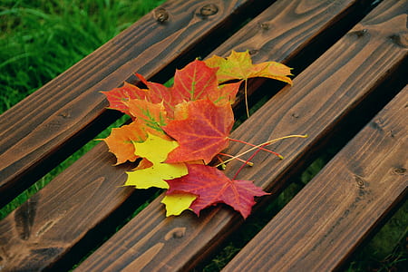 several maple leaves on brown wooden surface thumbnail