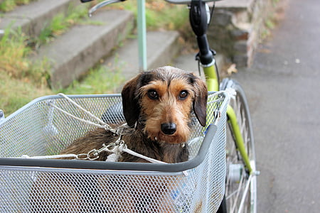 black and tan puppy in the bicycle basket thumbnail