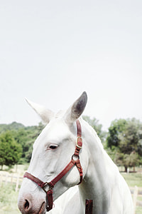 closeup photo of white foal thumbnail