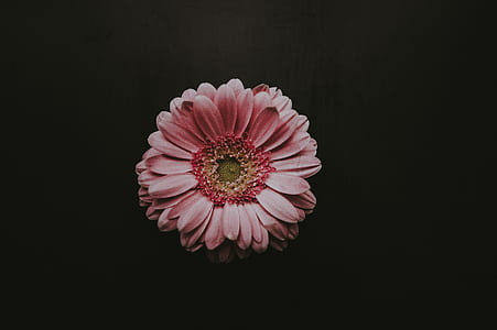 pink Gerbera daisy closeup photography thumbnail