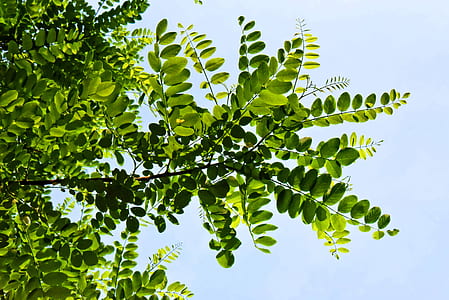 green leafed trees under gray sky thumbnail