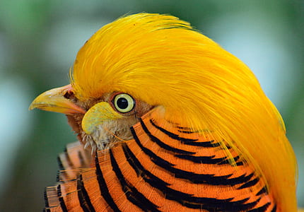 closeup photography of yellow pheasant thumbnail