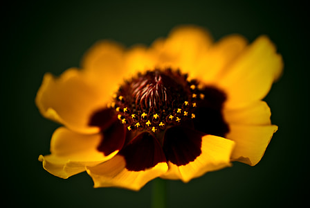 yellow petal flower in macro photography thumbnail