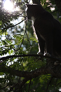 silhouette of cat on tree thumbnail