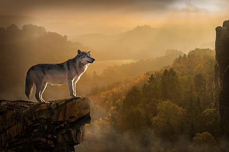 gray fox standing in mountain cliff thumbnail