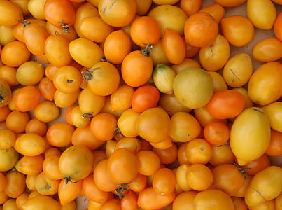 Bunch of Yellow-orange Tomatoes at a farmers market in San Francisco California thumbnail