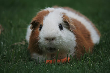 white and brown guinea pig thumbnail