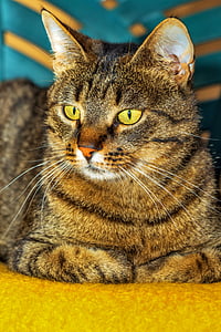 Tabby cat on yellow fabric thumbnail