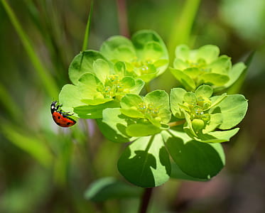 red and black ladybug on green flowering plant thumbnail