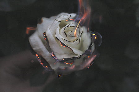 time lapse photography of flaming white rose flower thumbnail