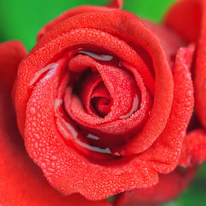 shallow focus photography of red flower thumbnail