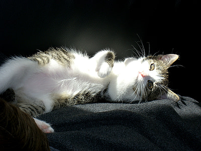 gray cat lying on black textile thumbnail