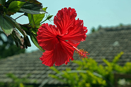 red hibiscus flower in selective focus photography thumbnail