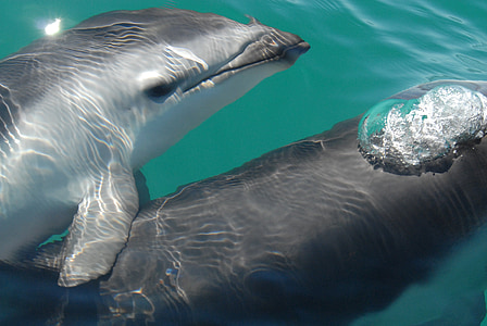 two black dolphins swimming thumbnail