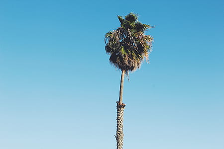 green tall tree under blue skies thumbnail