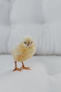 Newborn little chicken and laptop thumbnail