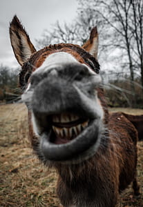 closeup photography of brown donkey thumbnail