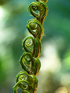 green thorn plant thumbnail