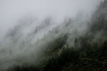 fog on forest thumbnail