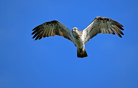 flying white bird at daytime thumbnail