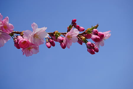 pink Sakura blossoms under blue clear sky thumbnail