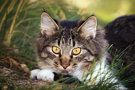 gray and black cat thumbnail