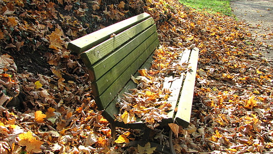 gray wooden bench surrounded by dried leaves thumbnail