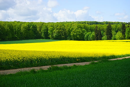 grass field during sunny day thumbnail