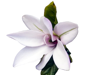 white and pink flower thumbnail
