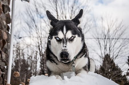 Siberian husky dog on snow thumbnail