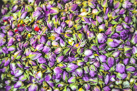 Purple Petaled Flowers thumbnail