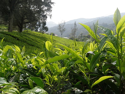 green leaf plant on field thumbnail