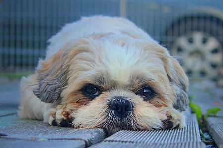 adult shih tzu lying on wood floor close-up photo thumbnail