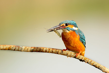 Closeup shot of a kingfisher bird thumbnail
