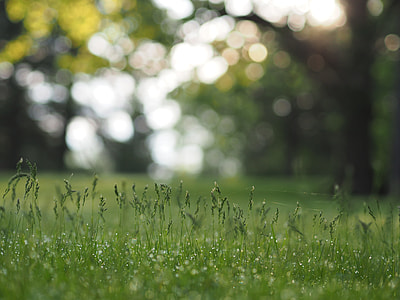 shallow focus photography of grass field thumbnail