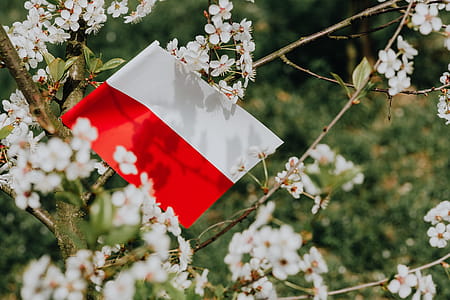 Flag of Poland - Polska Flaga thumbnail