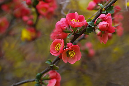 selective focus photography of flowering branch thumbnail