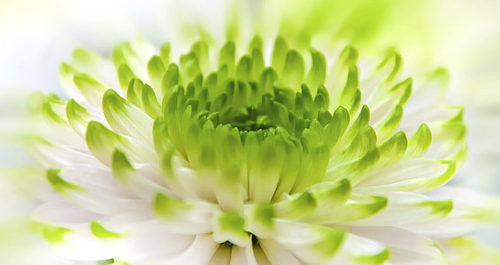 shallow focus photography of green flower thumbnail