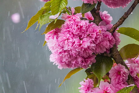 rain pouring on pink flowers thumbnail