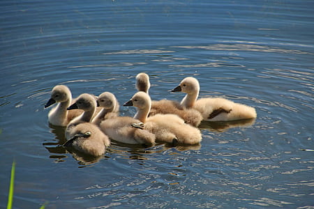 flock of ducks swimming in water thumbnail