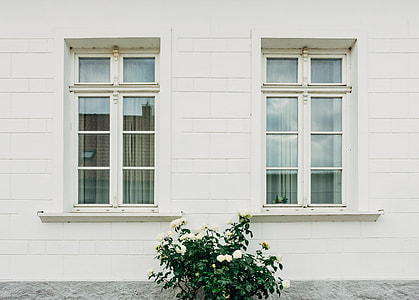 White roses thumbnail