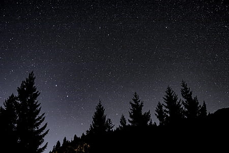 silhouette of trees during night time thumbnail