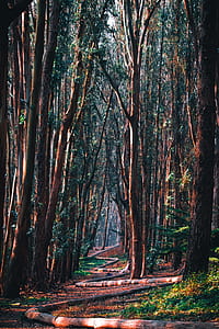 brown pathway surrounded by green trees during daytime thumbnail